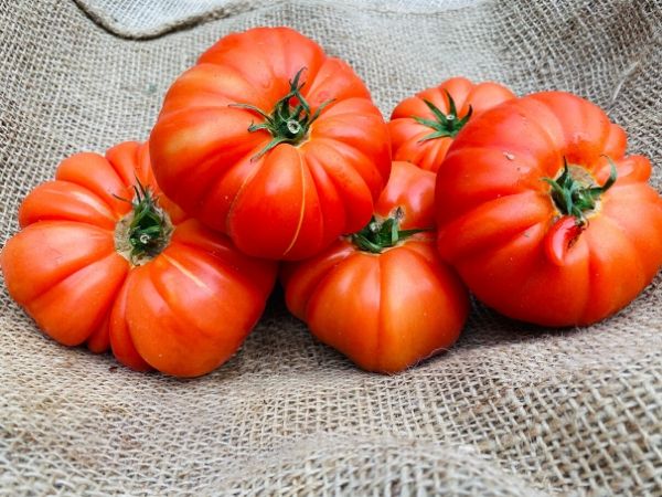 tomates marmande