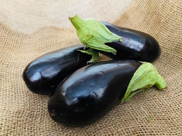 aubergine noire
