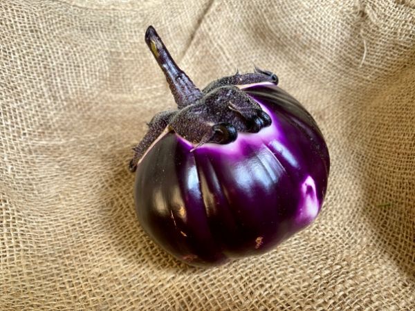 aubergine demi-ronde violette