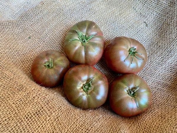 tomate noire de crimée bio provence