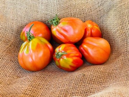 tomate coeur de boeuf bio locale
