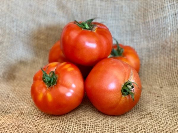 tomate ronde bio locale