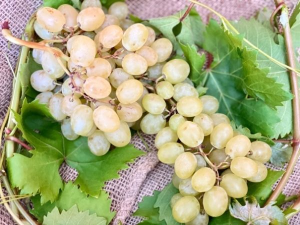 raisin blanc provence