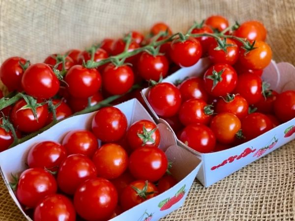 tomate cerise bio locale